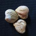 POUROUMA CECROPIIFOLIA
